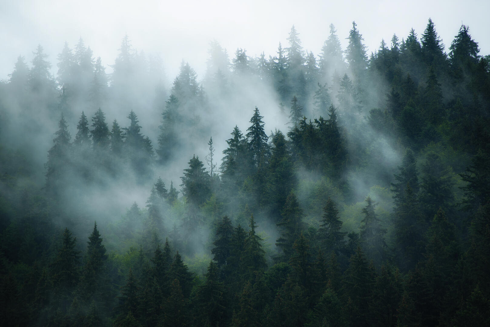 Forest landscape
